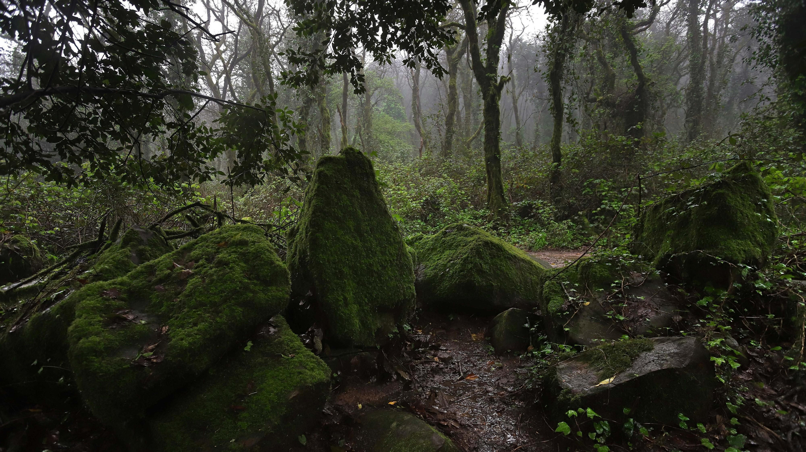 El Bosque de la Niebla