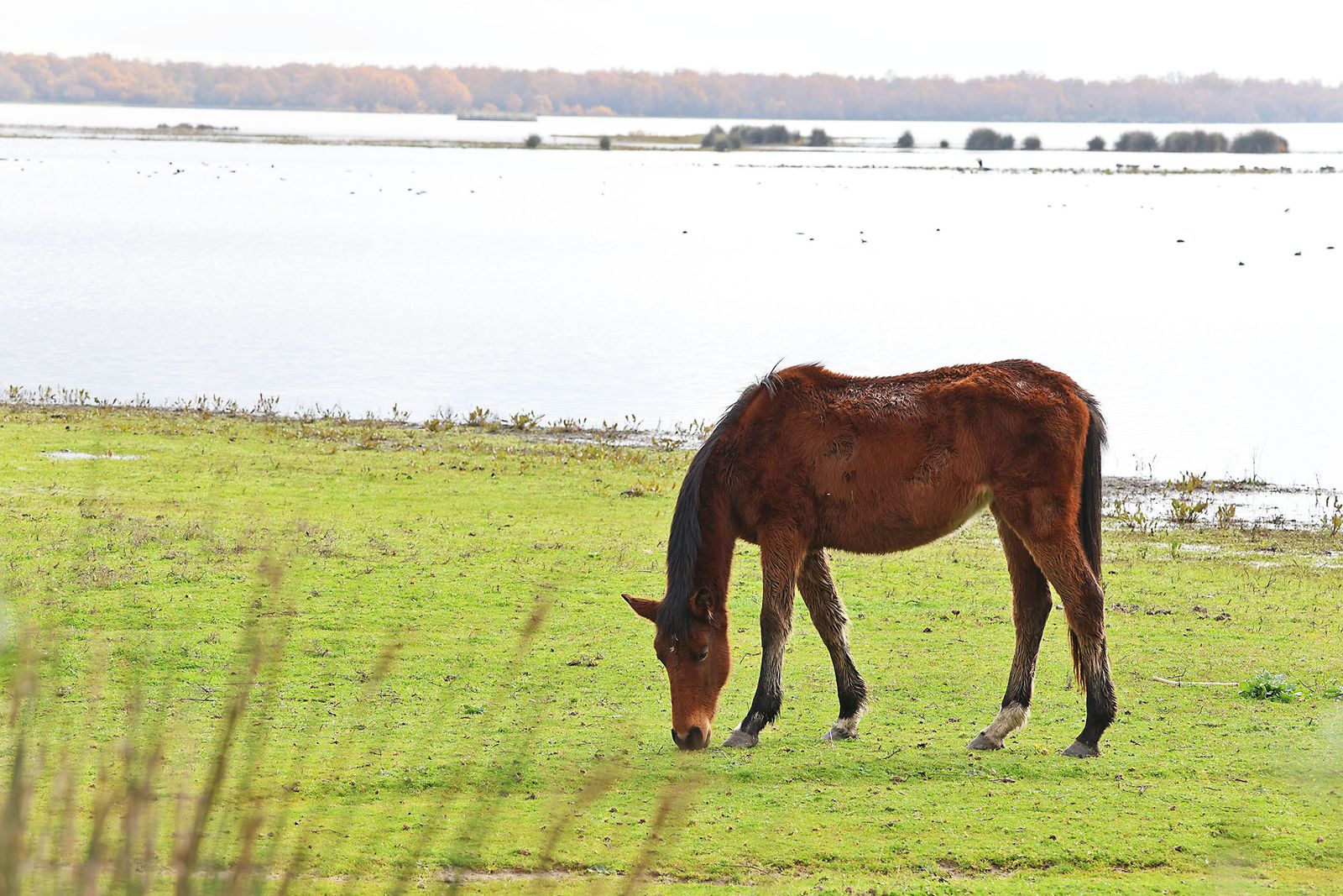 Estado actual en el que se encuentran las Marismas del Rocío tras las últimas lluvias
