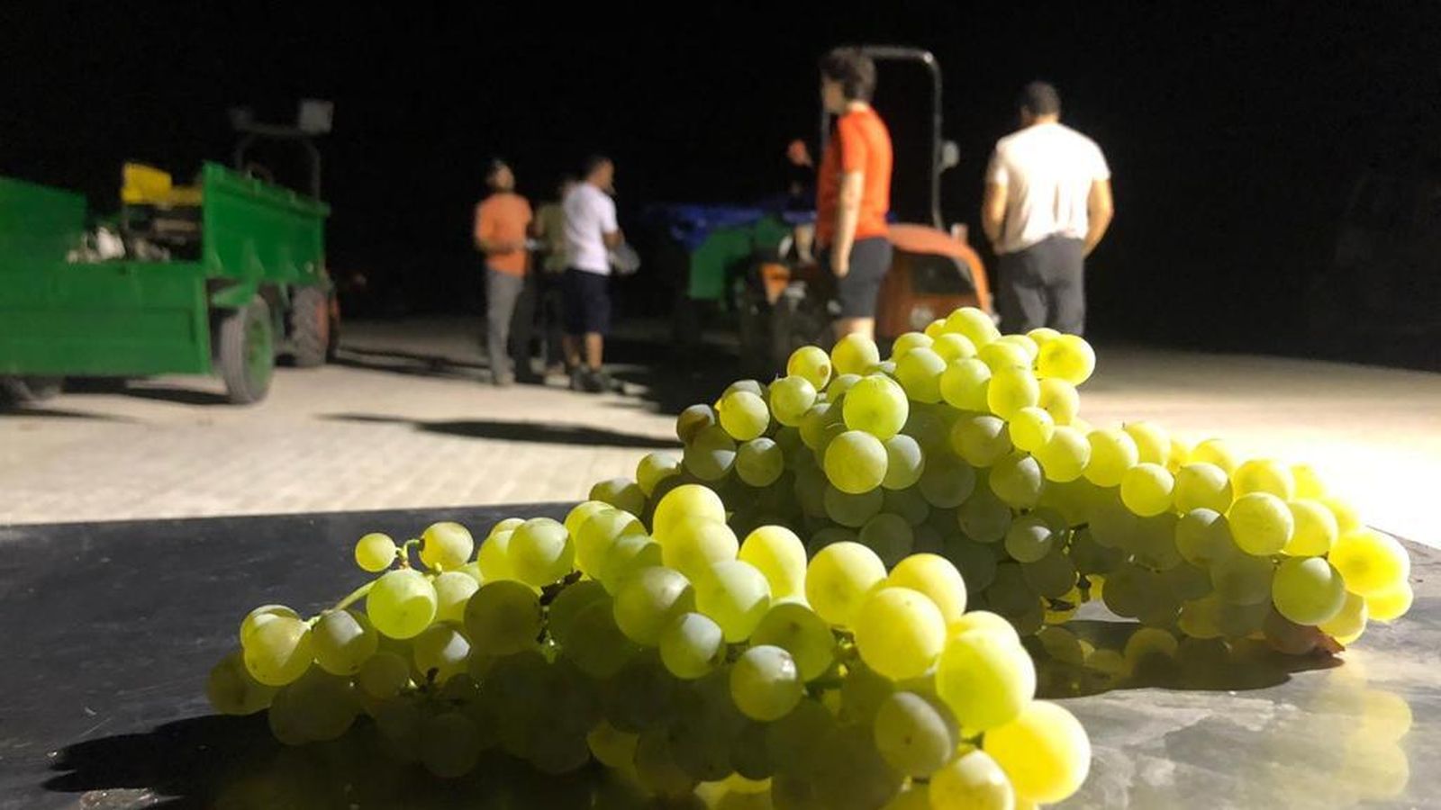 Un racimo de uvas recién cortado.