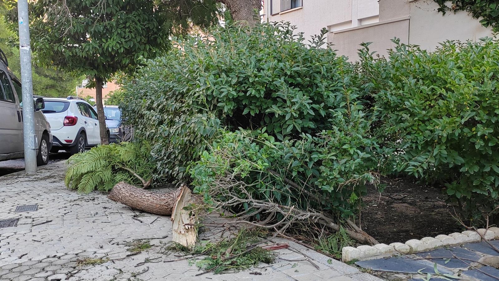 Ramas caídas por el viento en Huelva.