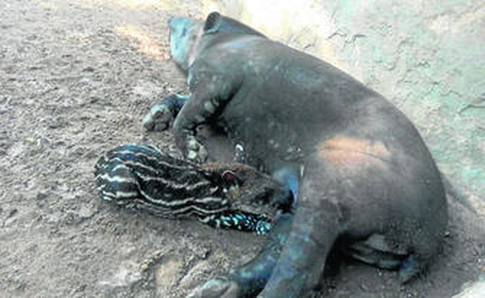 El tapir recién nacido, siendo amamantado por su madre.