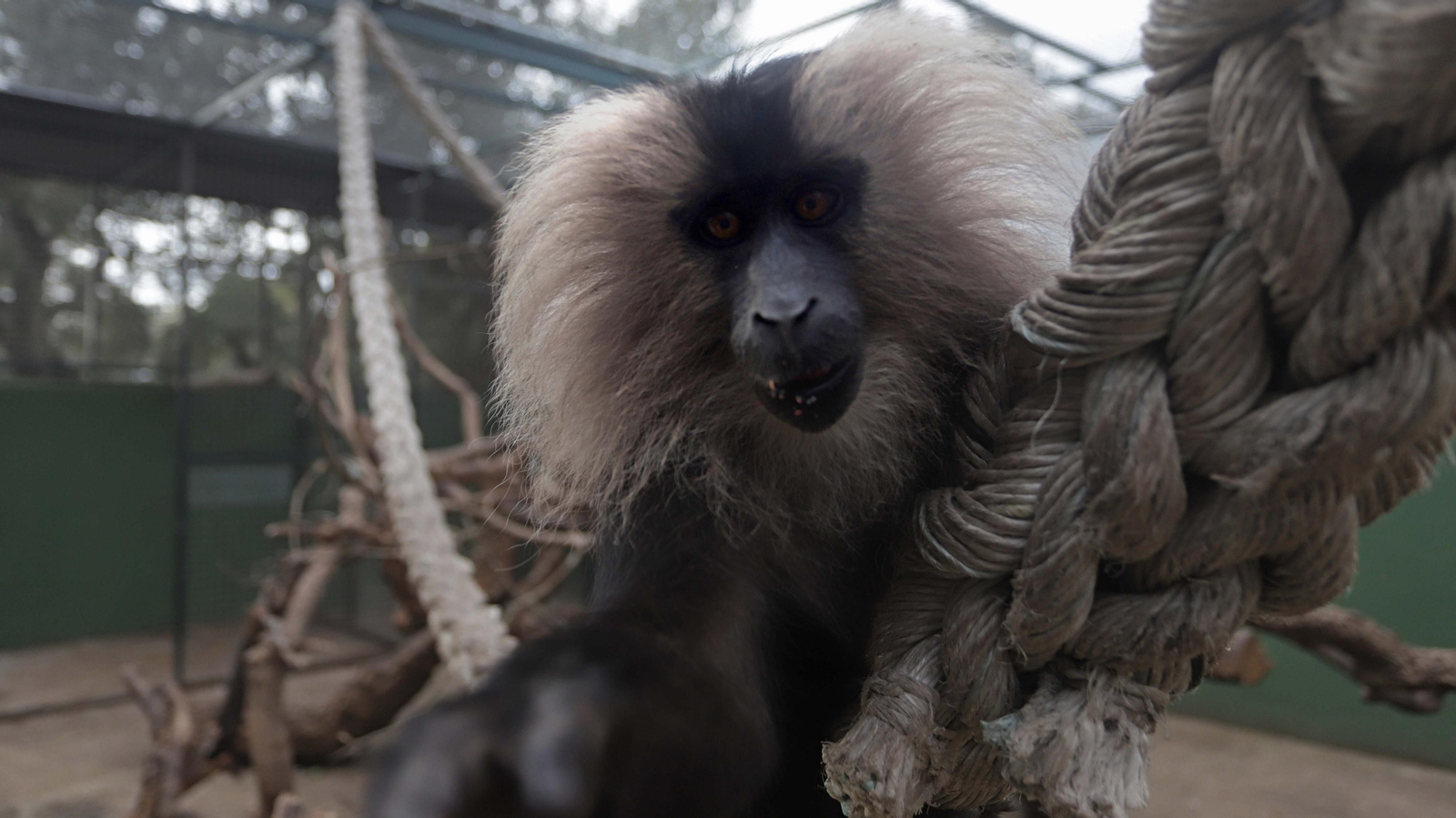 Fotos de los macacos de cola de león del zoo de Castellar