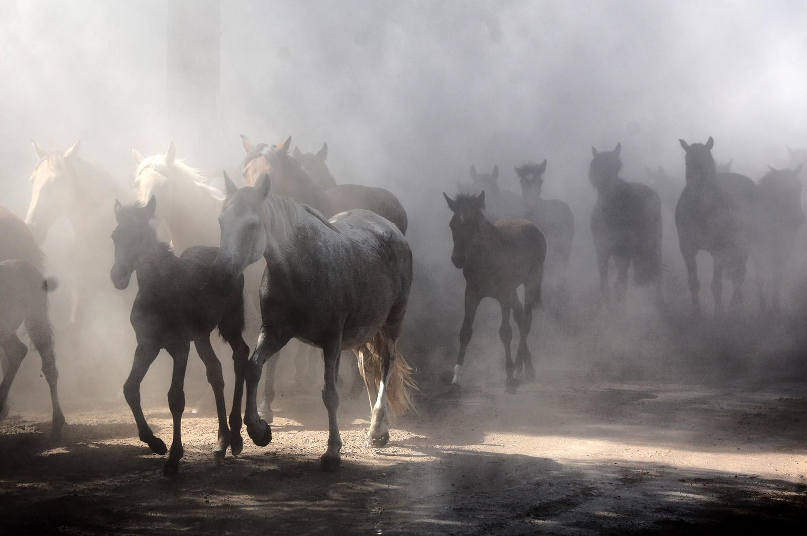 Las mejores imágenes de la Saca de las Yeguas 2025