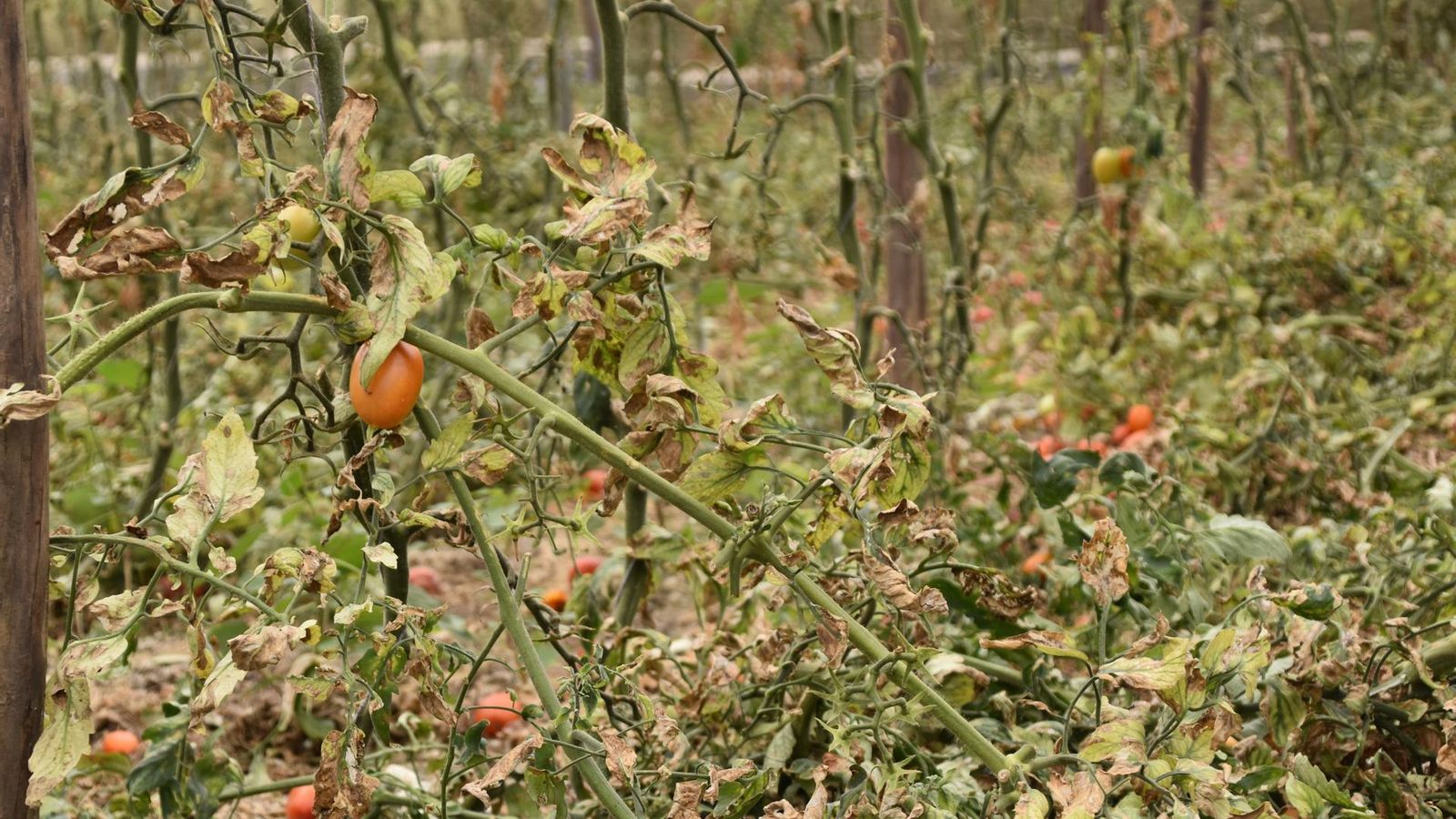 Cultivos secos por la falta de agua.
