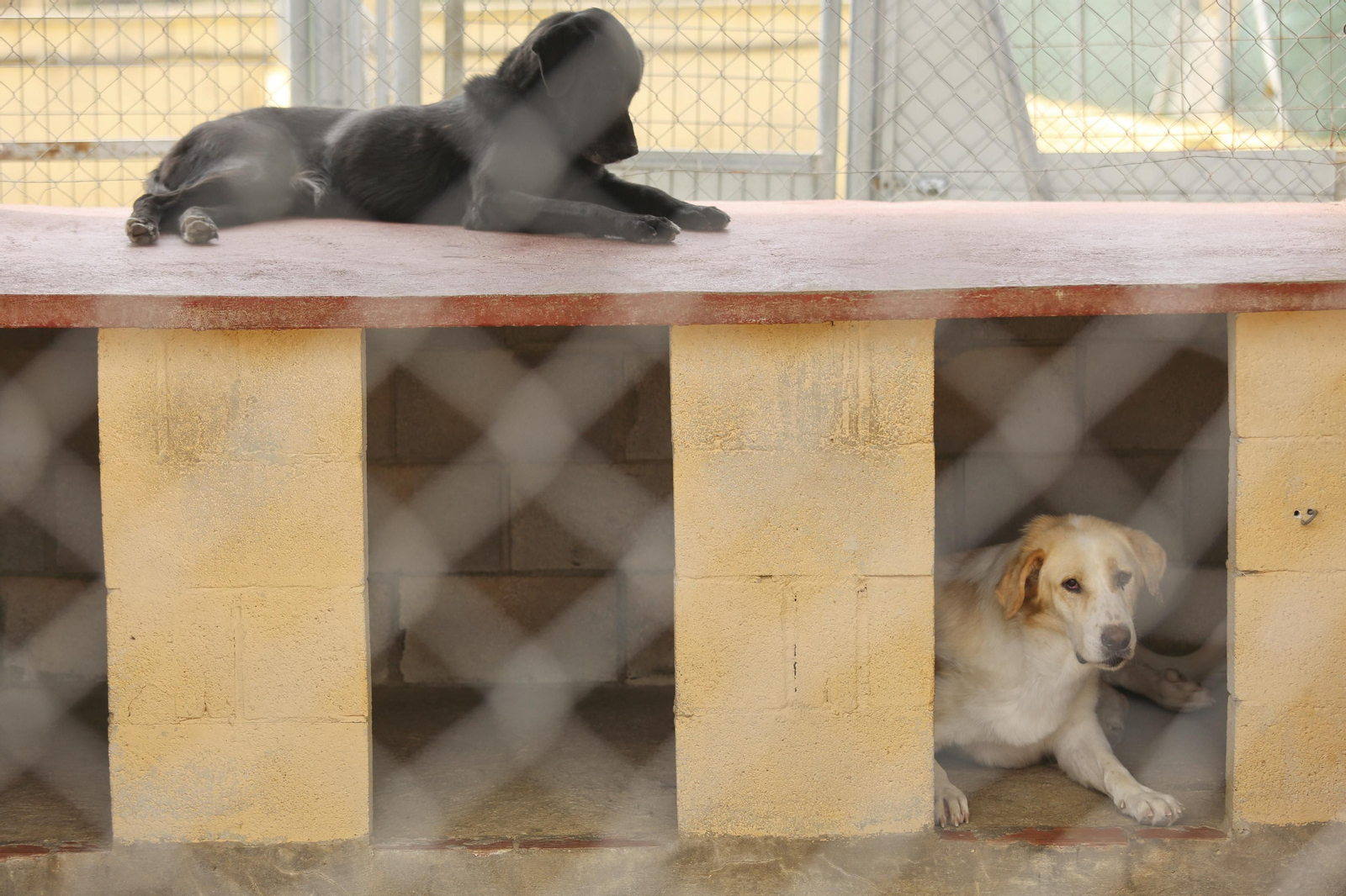 Las fotos de los animales de la Protectora de Málaga Las fotos de los animales de la Protectora de Málaga