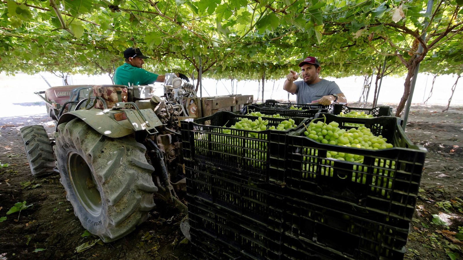 Trabajadores de Torremesa encargándose de vendimiar las uvas a primera hora de la mañana.