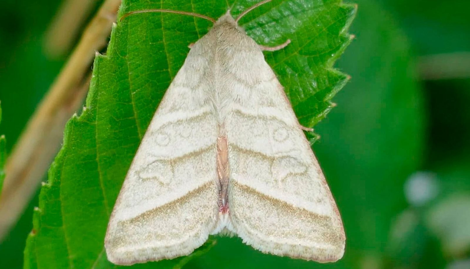 Las polillas están aumentando en varias zonas de España y hay maneras de ahuyentarlas.