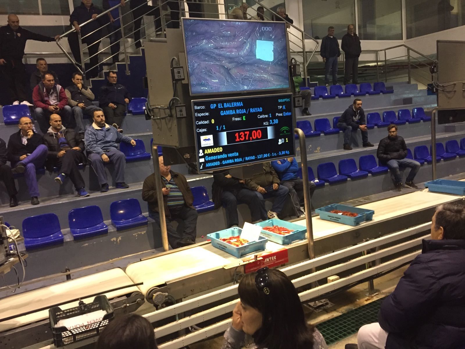 Subasta de gamba roja en Almería capital en diciembre de 2017