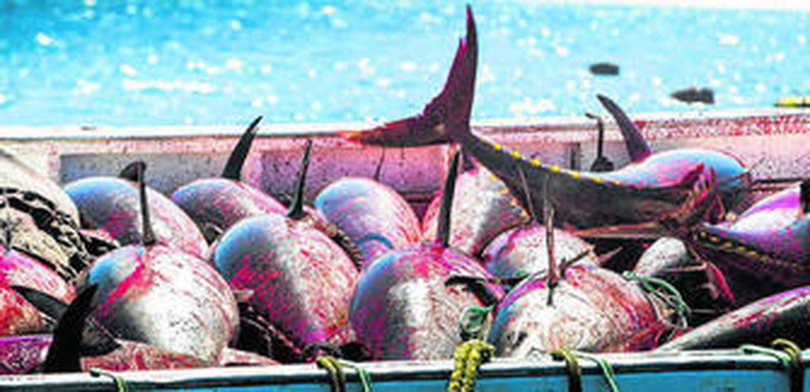 Un grupo de atunes rojos salvajes recién pescados en la almadraba de Barbate.