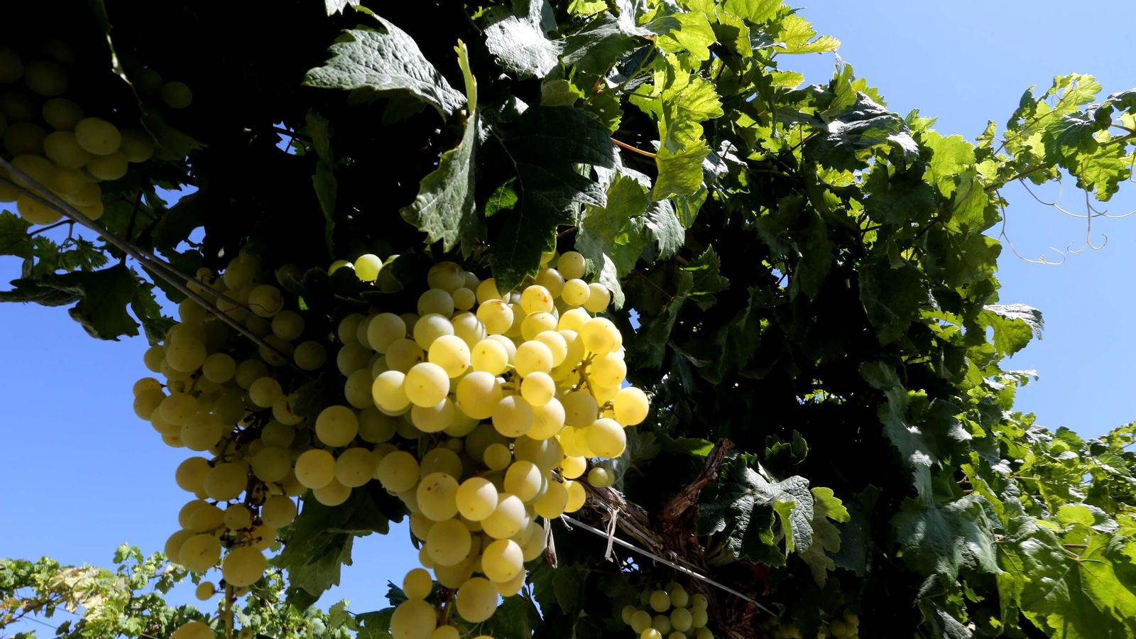 Detalle del estado actual de la uva, bastante sana y con buen tamaño.