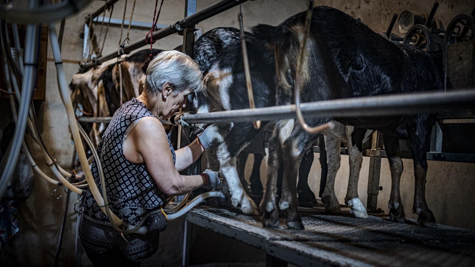 Rosario, la mujer de Pepe, en plena faena.
