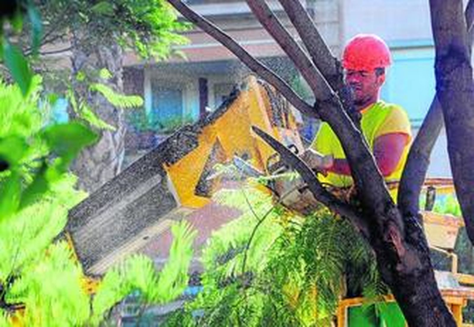 La poda de un árbol en los jardines del Prado de San Sebastián.