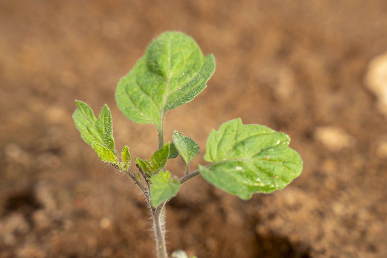 La primavera se planta en invierno entre sandías y tomates almerienses
