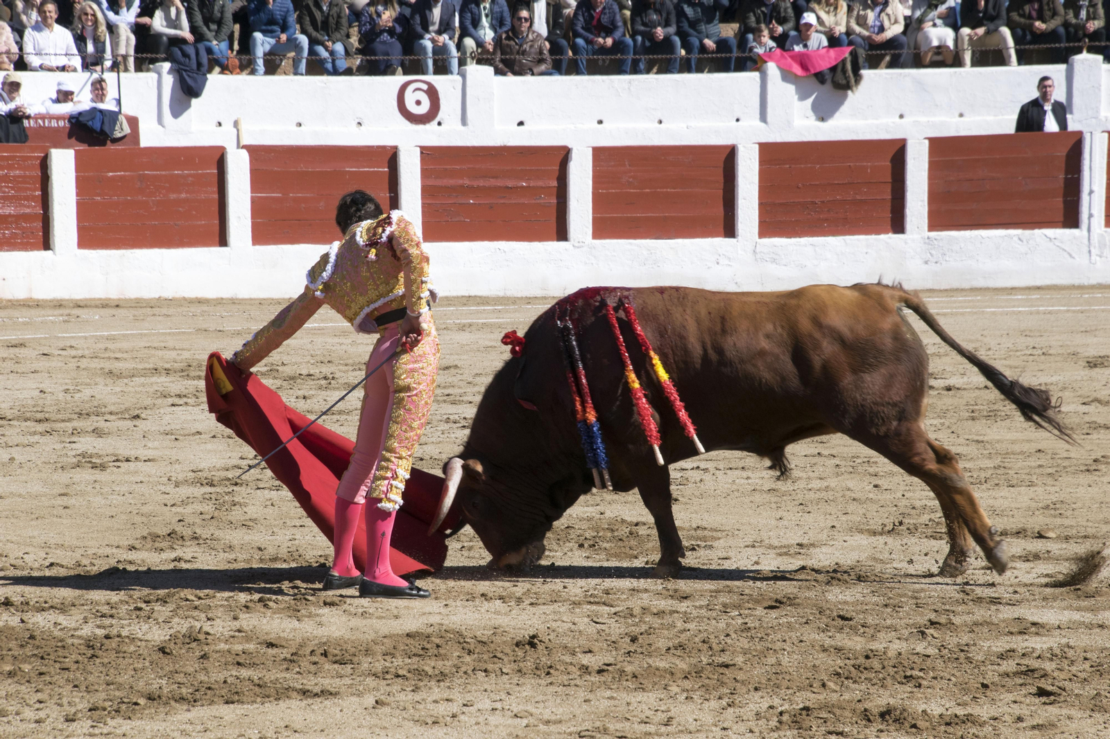 El triunfo del novillero Manuel Román en Linares, en imágenes