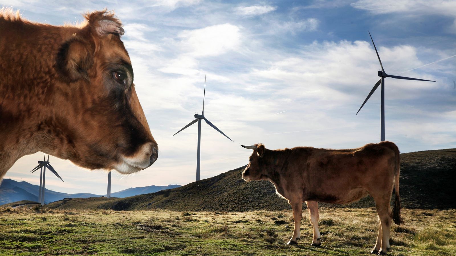 Vacas en el parque eólico Segredal en Asturias