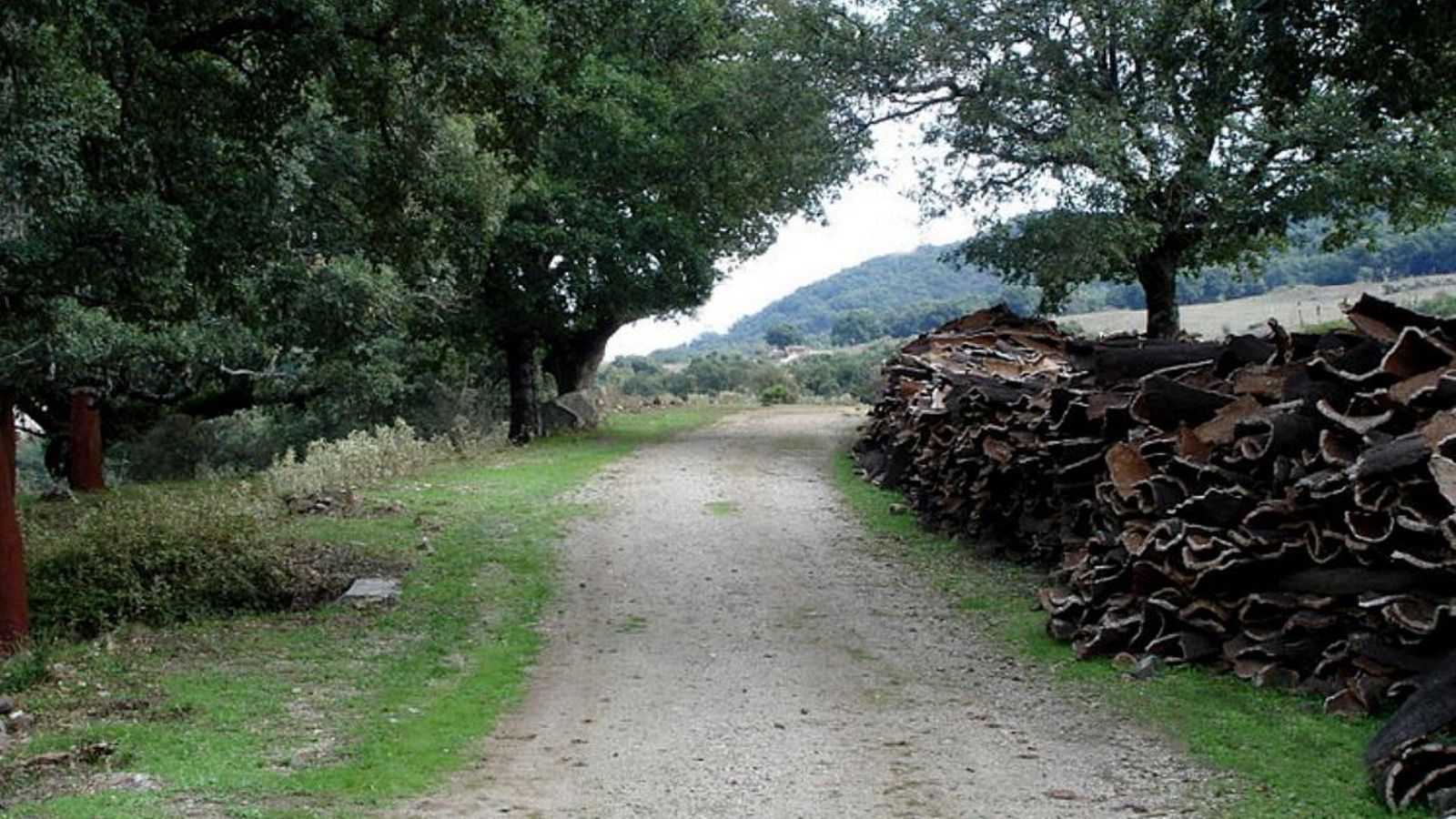 La extracción y comercialización del corcho ha sido y sigue siendo una de las actividades económicas más destacadas de Castellar.
