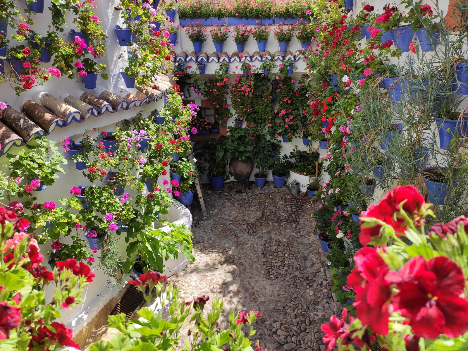 Las fotos de los Patios de Córdoba en este atípico mes de mayo