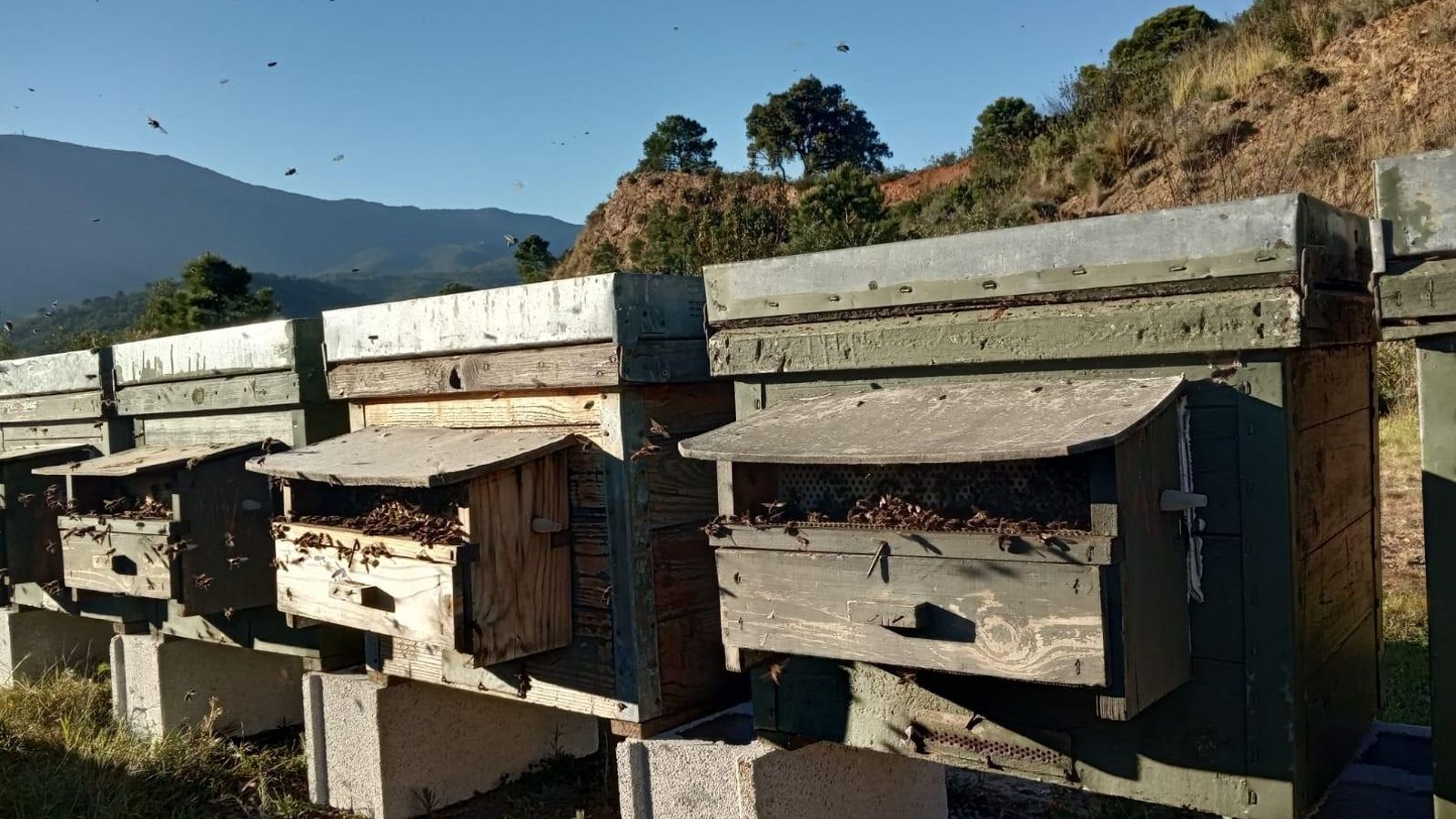 Colmenas para la producción de productos apícolas en Sierra Bermeja.