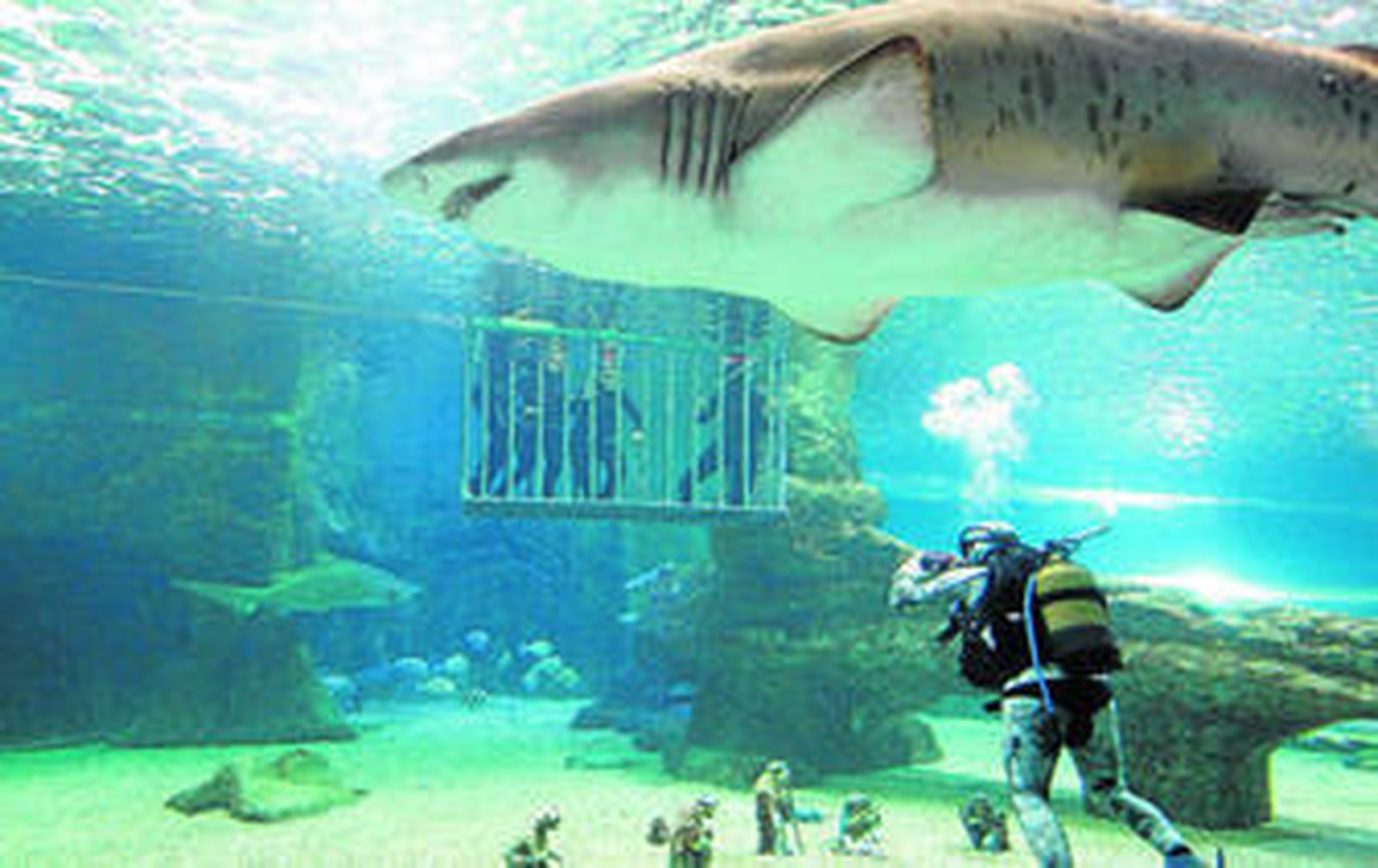 Uno de los trabajadores del Aquarium realiza una fotografía a los periodistas que acaban de colaborar en la puesta del Belén acuático.