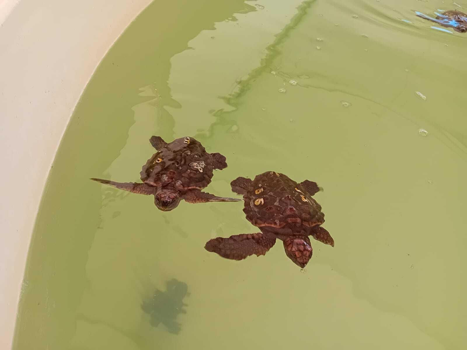 Crías de tortuga boba en el Cegma.