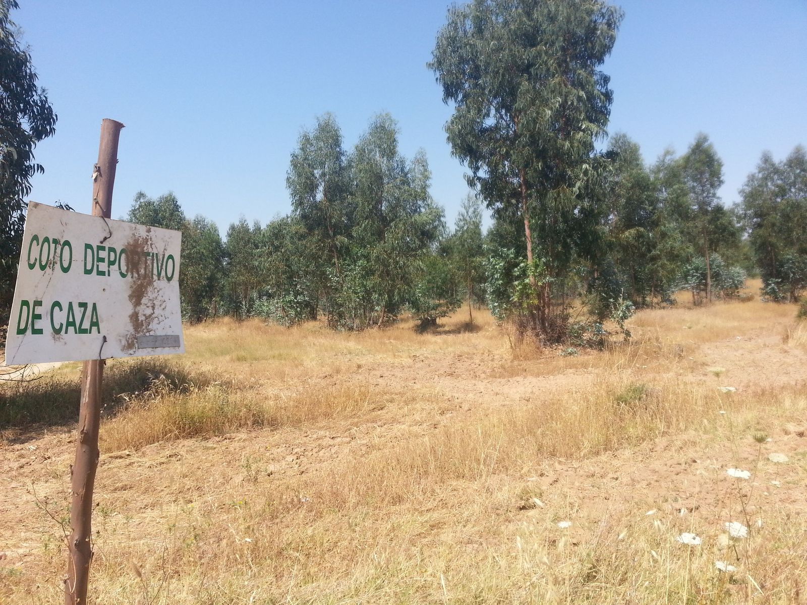 Montes propios Hinojos.