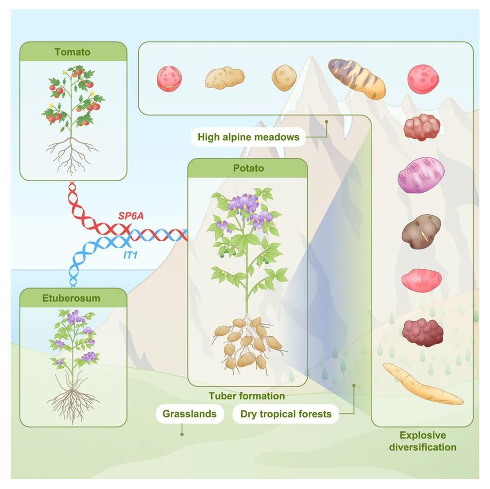 Estudio del linaje común entre la patata y el tomate.