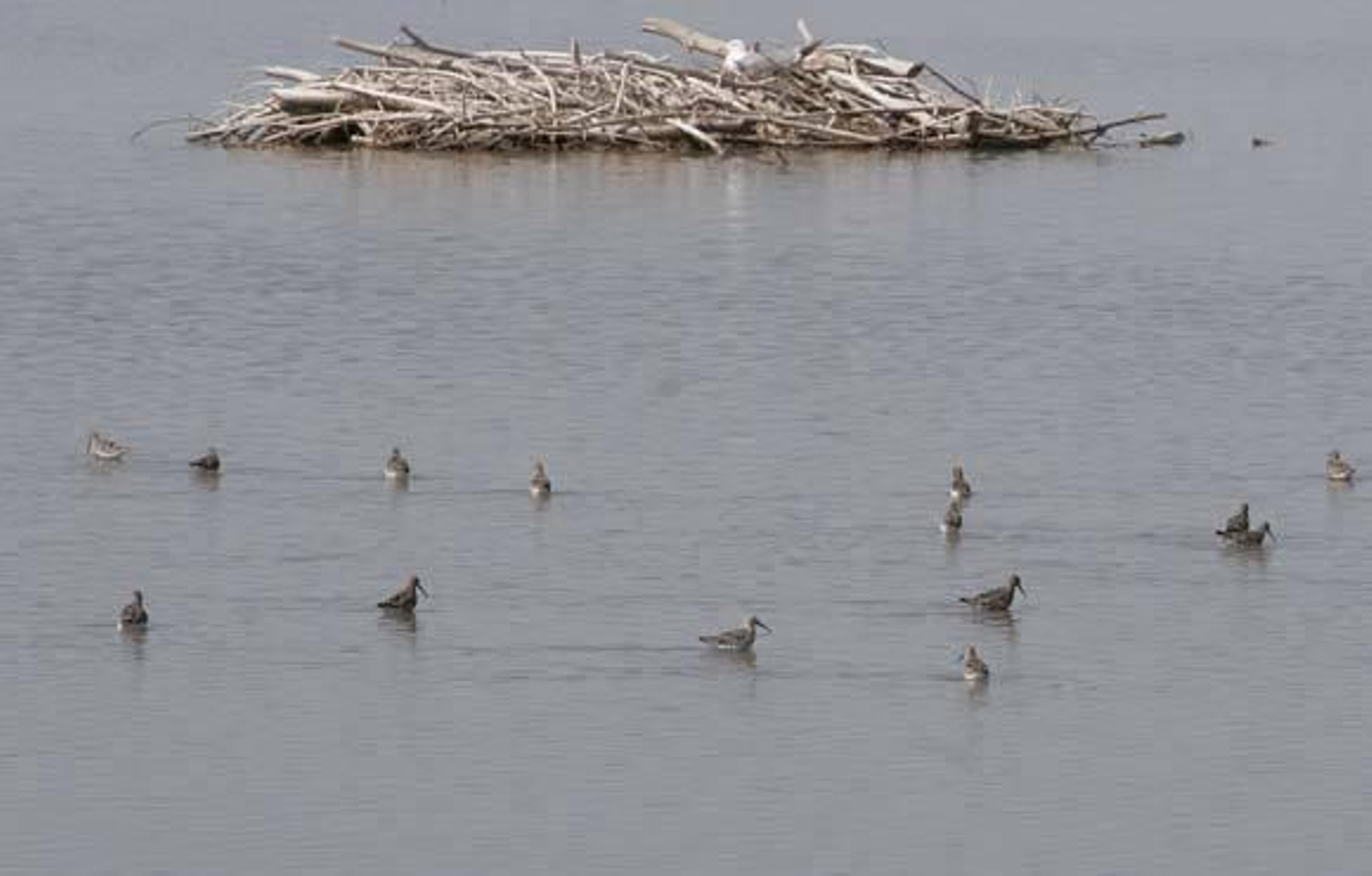 La Junta ejecuta un proyecto para ampliar la explotación de las salinas en El Puerto y la zona de nidificaciones   Foto: Andres Mora