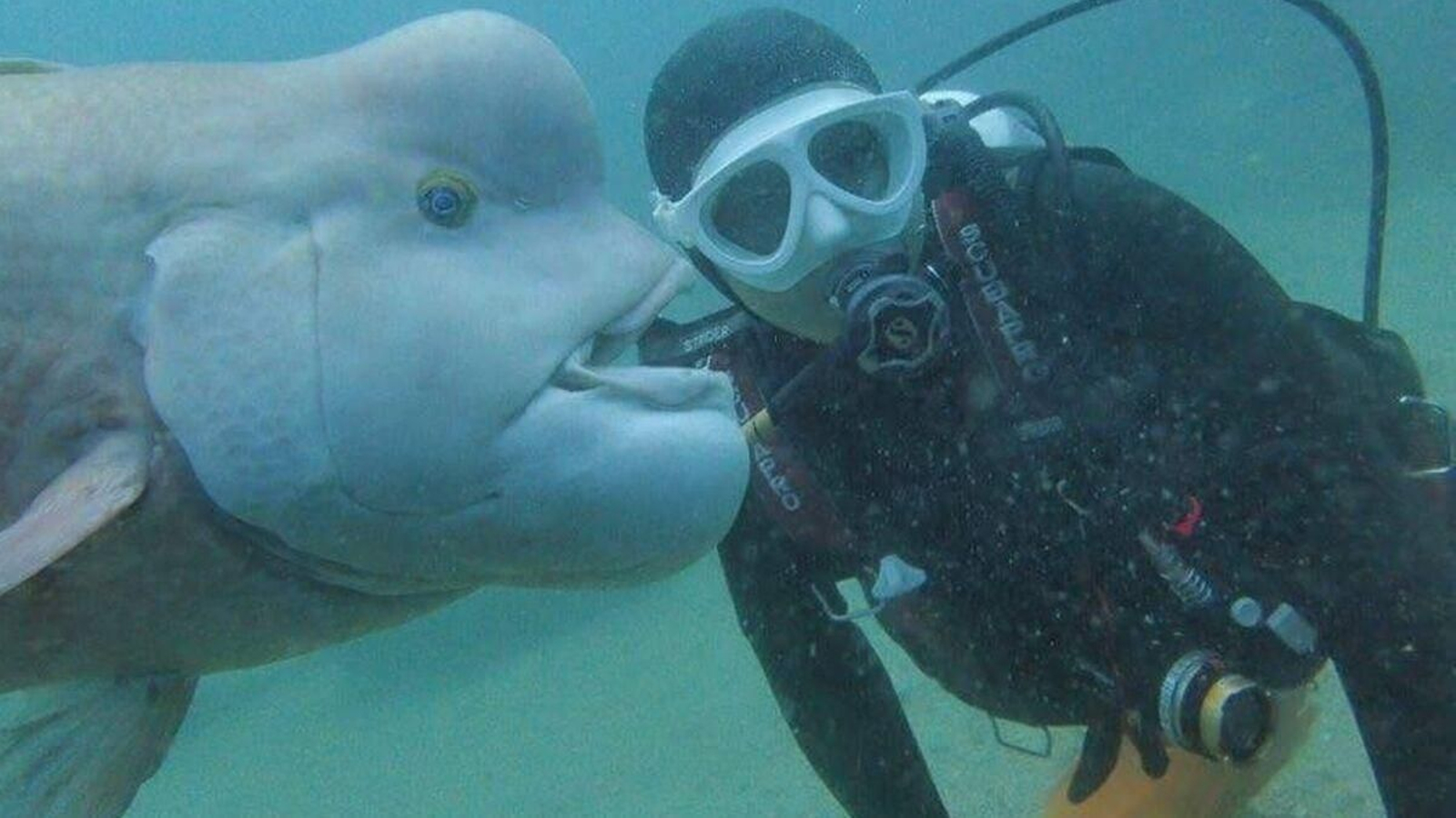 La amistad de 25 años entre un submarinista octogenario y un pez napoleón asiático