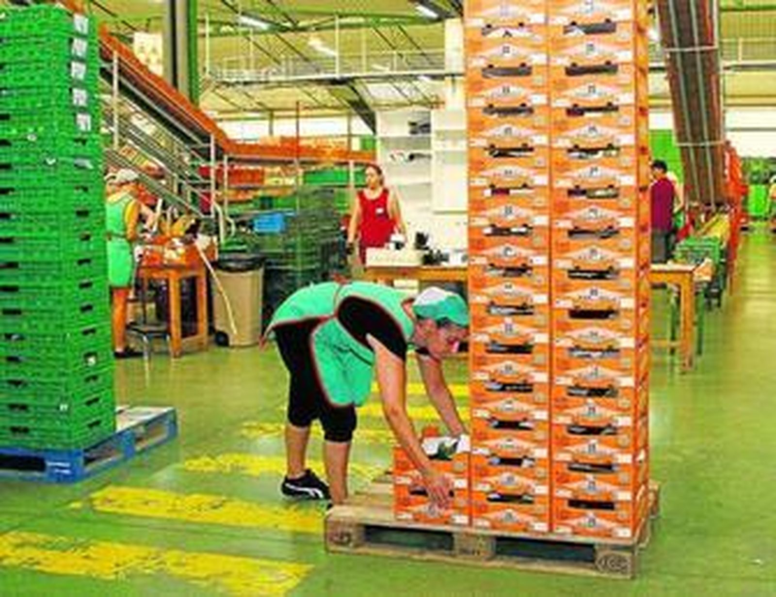 Nave de manipulado de la empresa agrícola Agrupaejido.