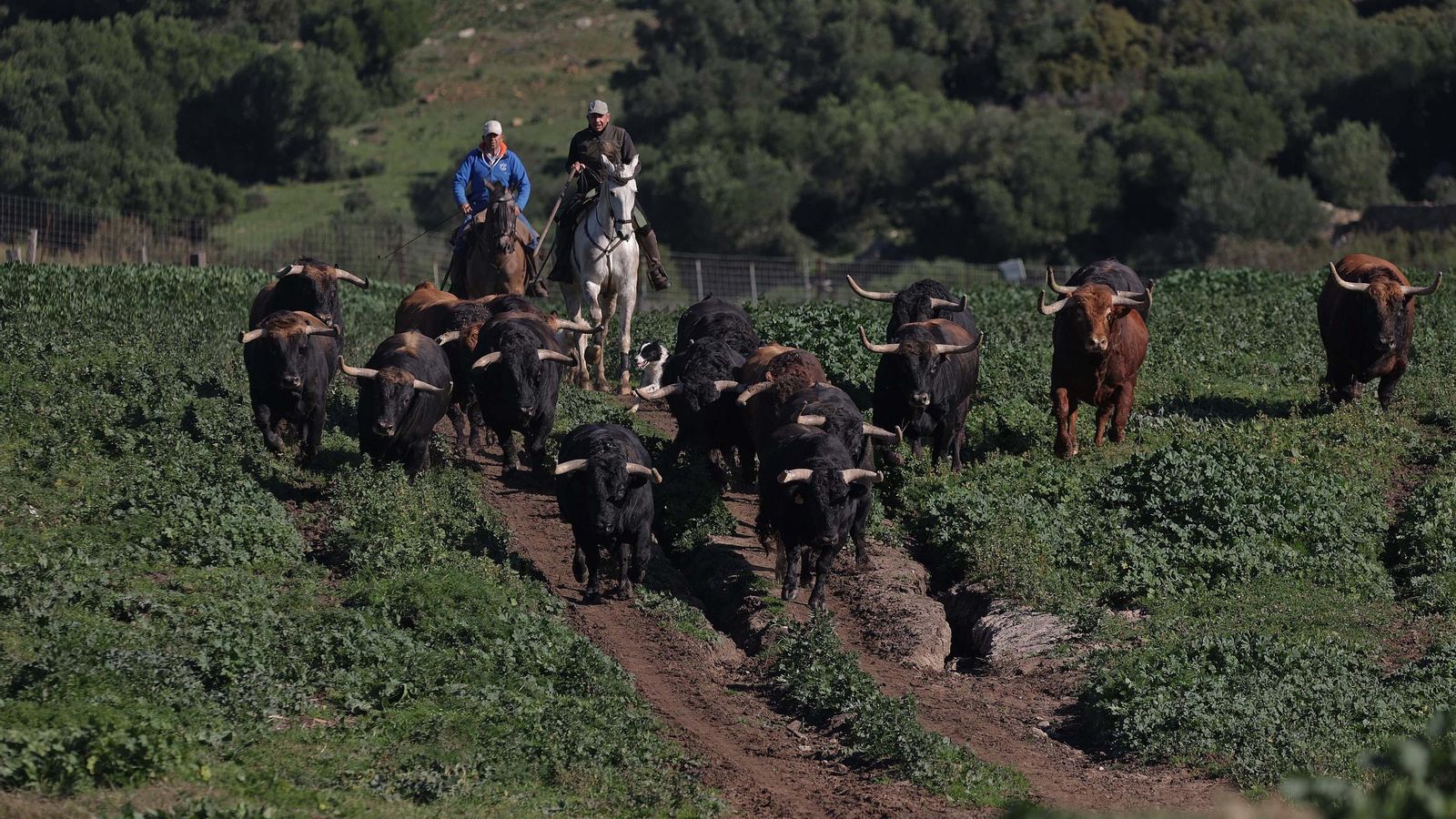 Los vaqueros corren a los toros de La Palmosilla a través de la finca La China, en Tarifa. Los vaqueros corren a los toros de La Palmosilla a través de la finca La China, en Tarifa.