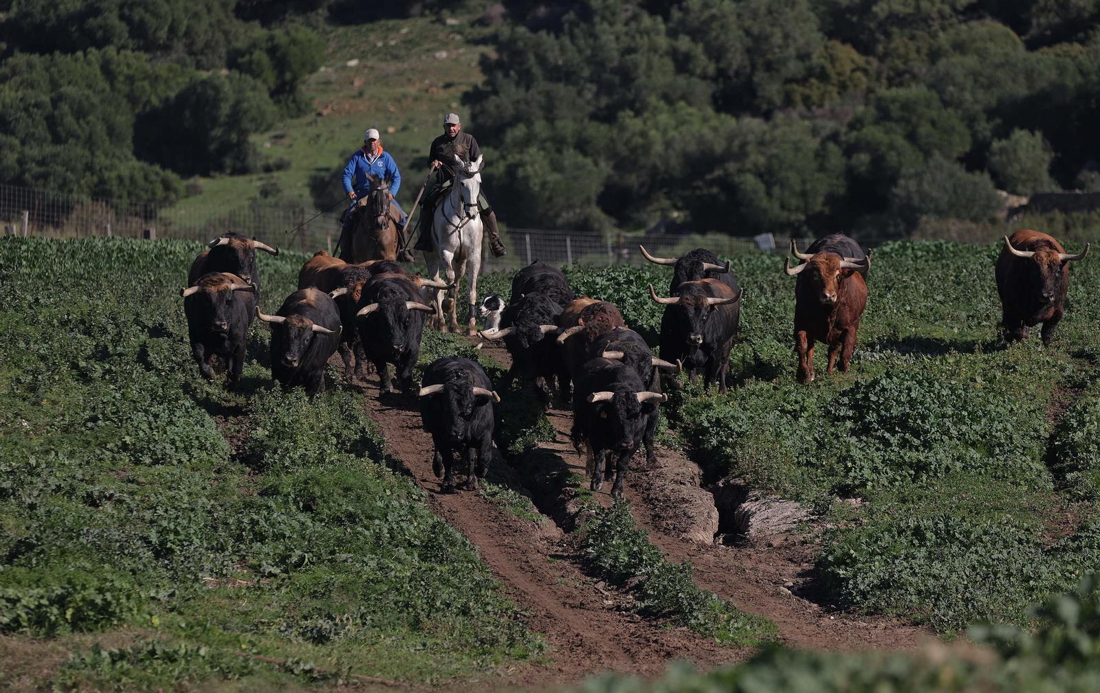 Los toros de La Palmosilla repiten en Pamplona por quinto San Fermín consecutivo, en imágenes