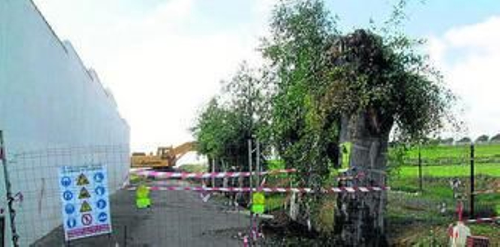 Árboles que se han talado en uno de los cementerios de la ciudad.