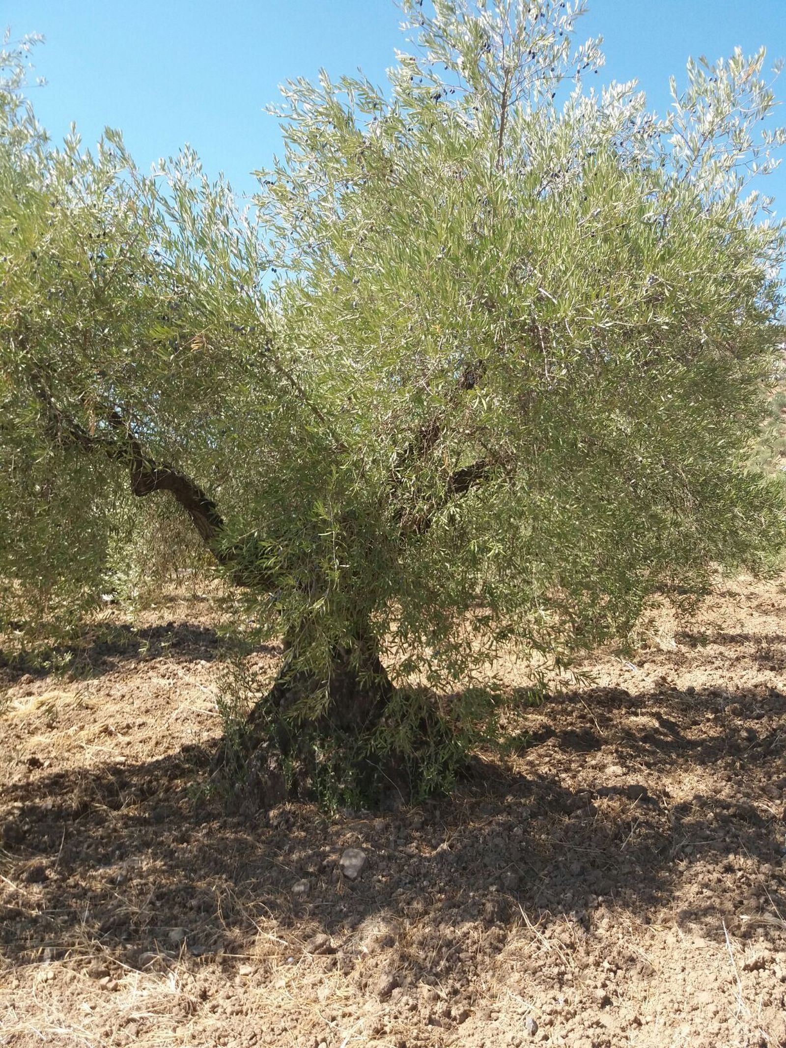 Aspecto de un olivo de montaña en una explotación de la zona de Algodonales, ayer, con las hojas amarilleando por la falta de lluvia.