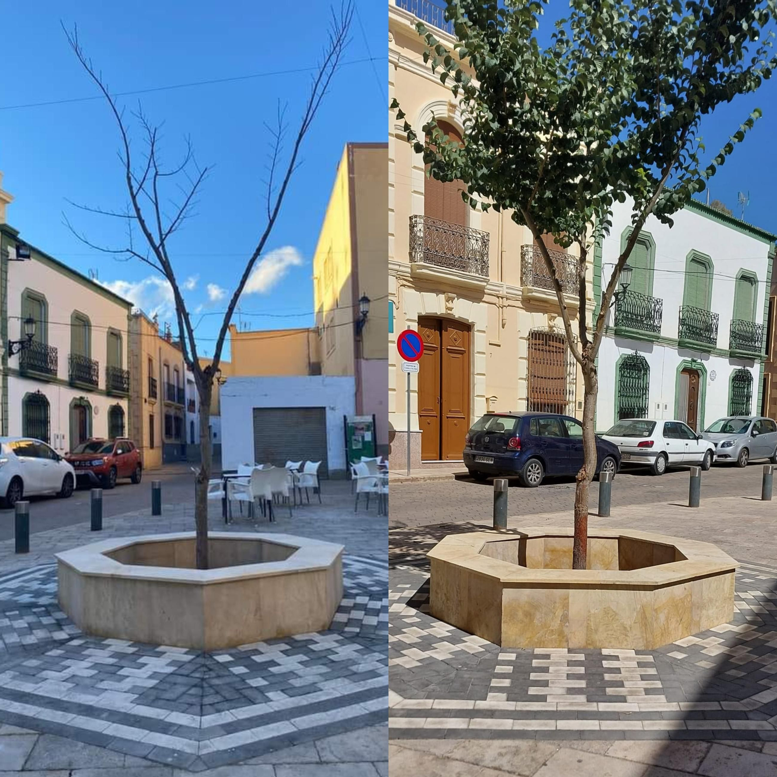 El nuevo olmo tras el trasplante y en la actualidad.