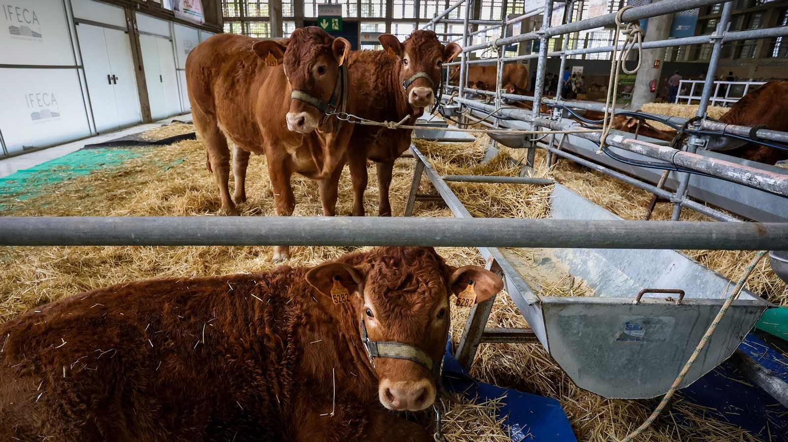 Comienza la feria de la ganadería y la agricultura en IFECA