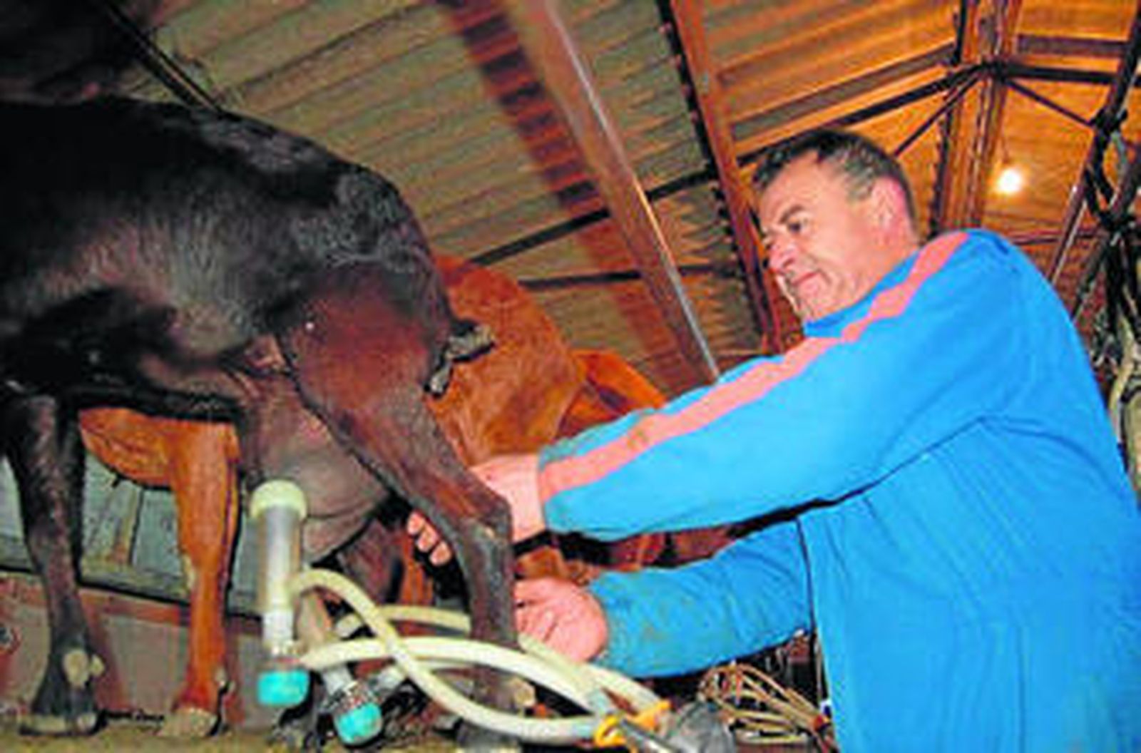 Moisés Cuevas coloca la ordeñadora a sus cabras el pasado sábado.