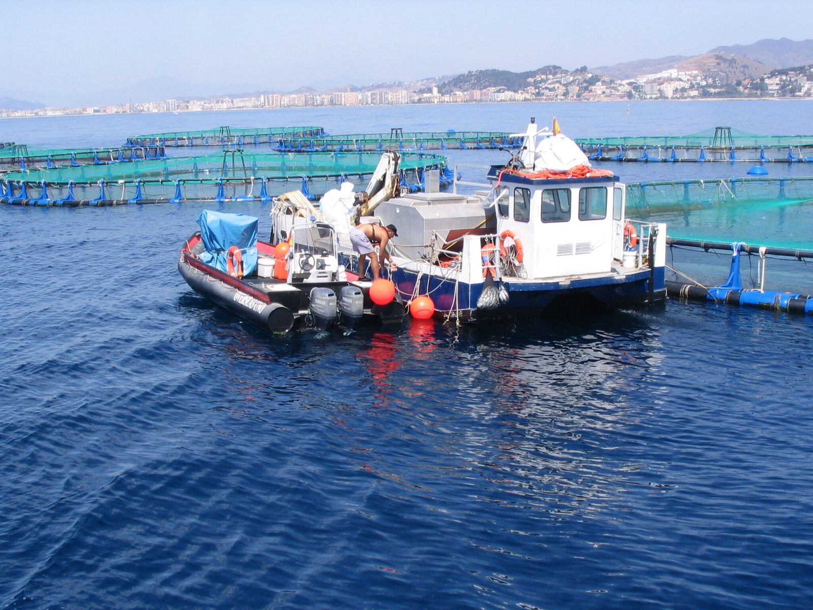 La acuicultura afronta la falta de ingresos y aumento de costes