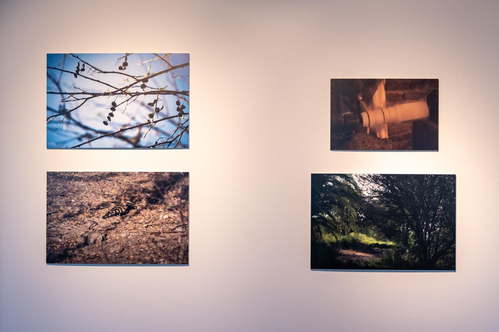 Egipto en Jaén: los bosques sagrados del país del Nilo cobran vida en imágenes