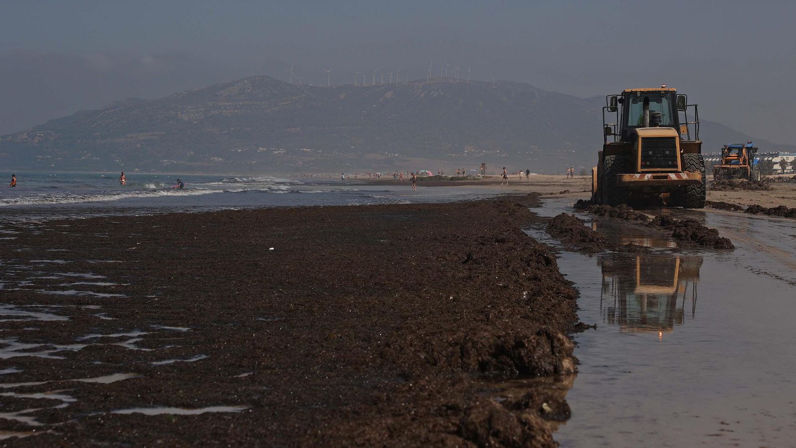Dos excavadoras recogen el alga de la playa de Los Lances, en Tarifa.