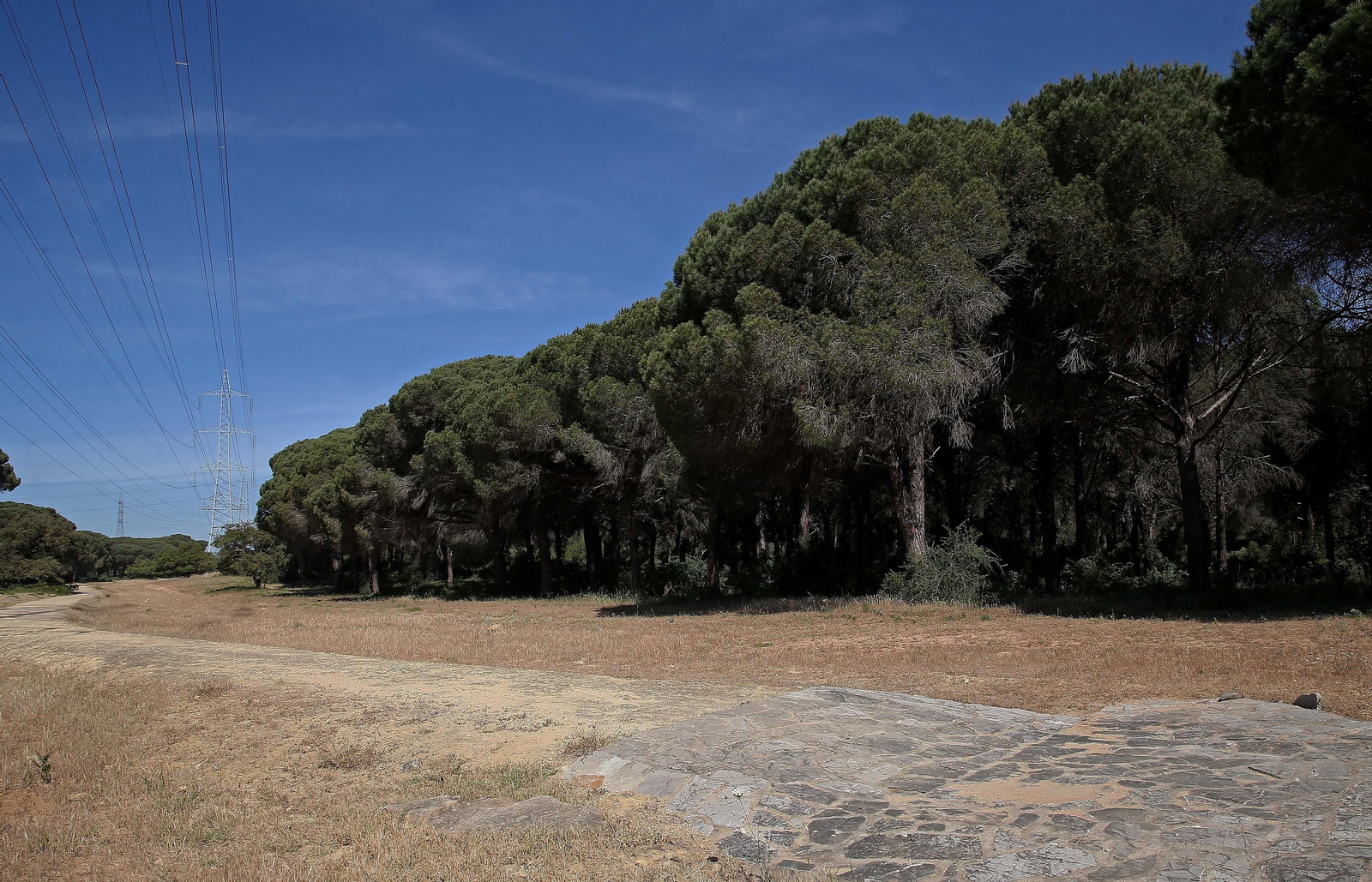 El Pinar del Rey de San Roque, en imágenes