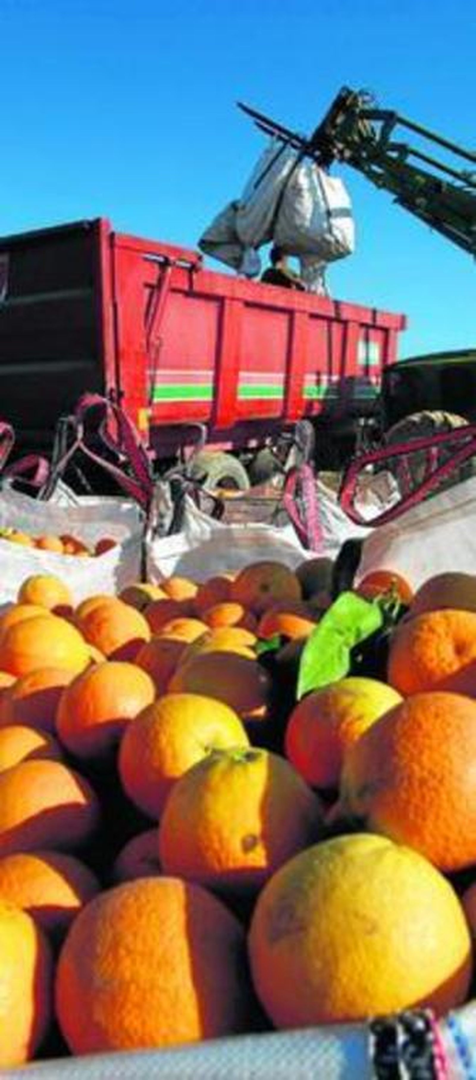 Carga de sacos de naranjas en un camión en la provincia de Huelva.
