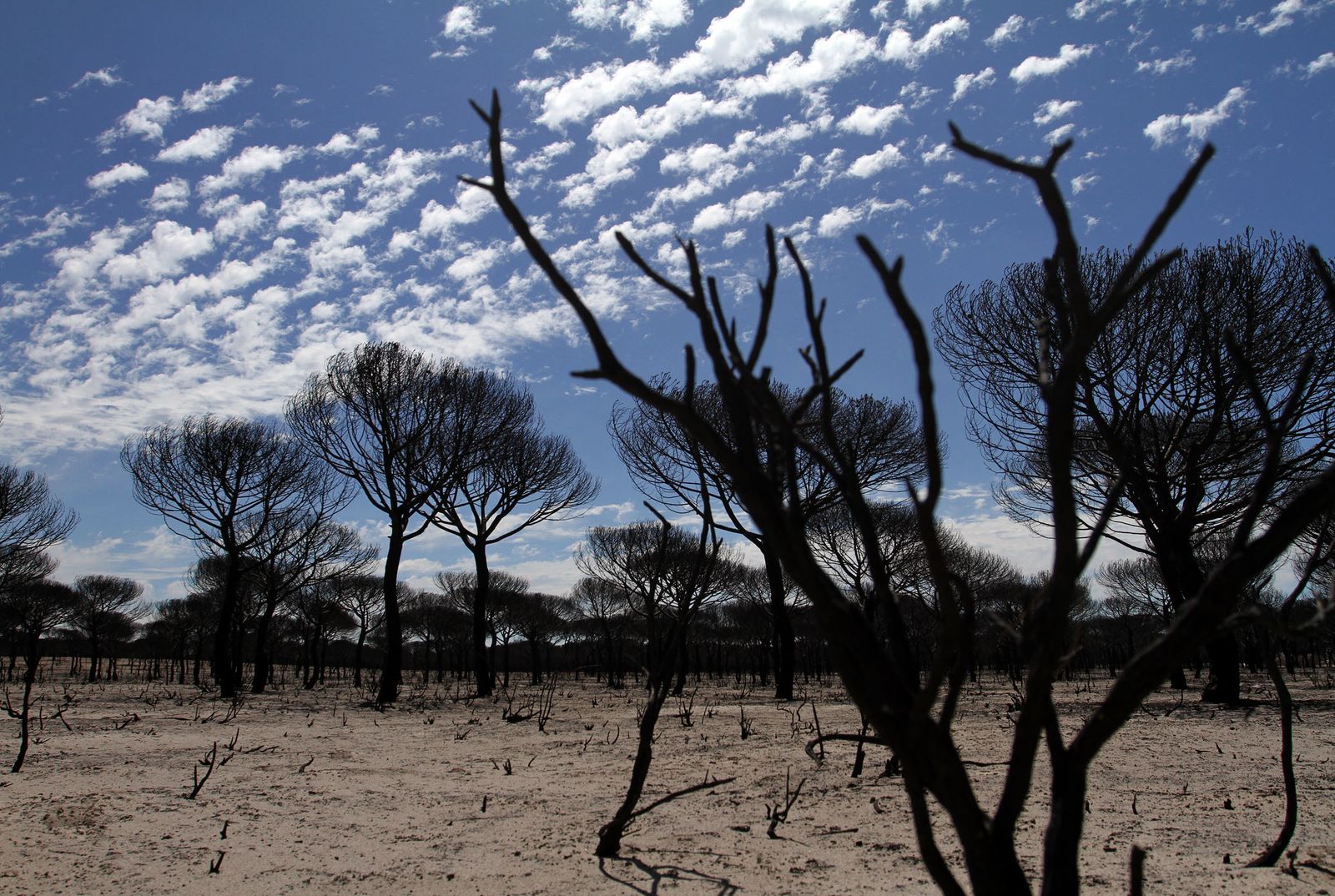 Imágenes de las consecuencias del incendio de Moguer