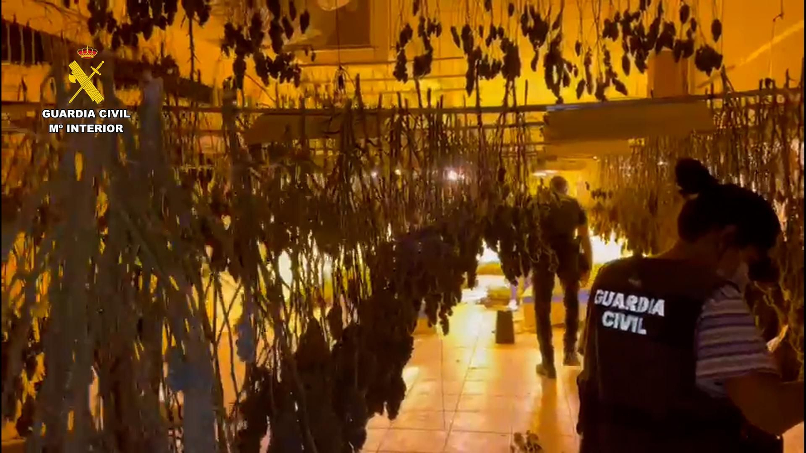 Había cerca de 3.000 plantas de marihuana y 265 gramos de picadura de cannabis