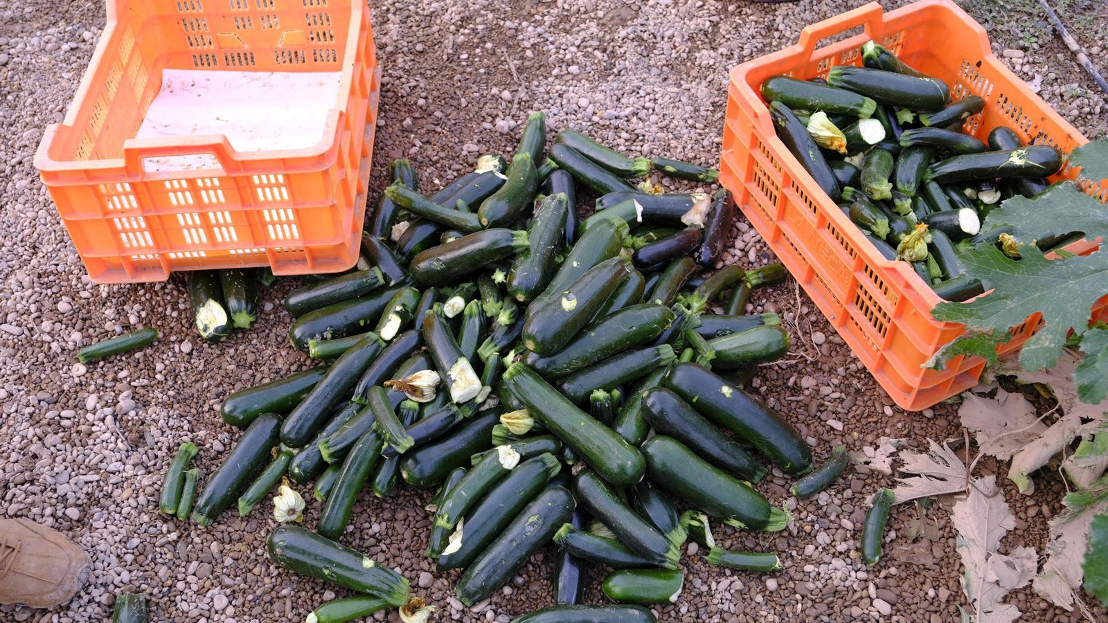 La producción, por los suelos tras el granizo.