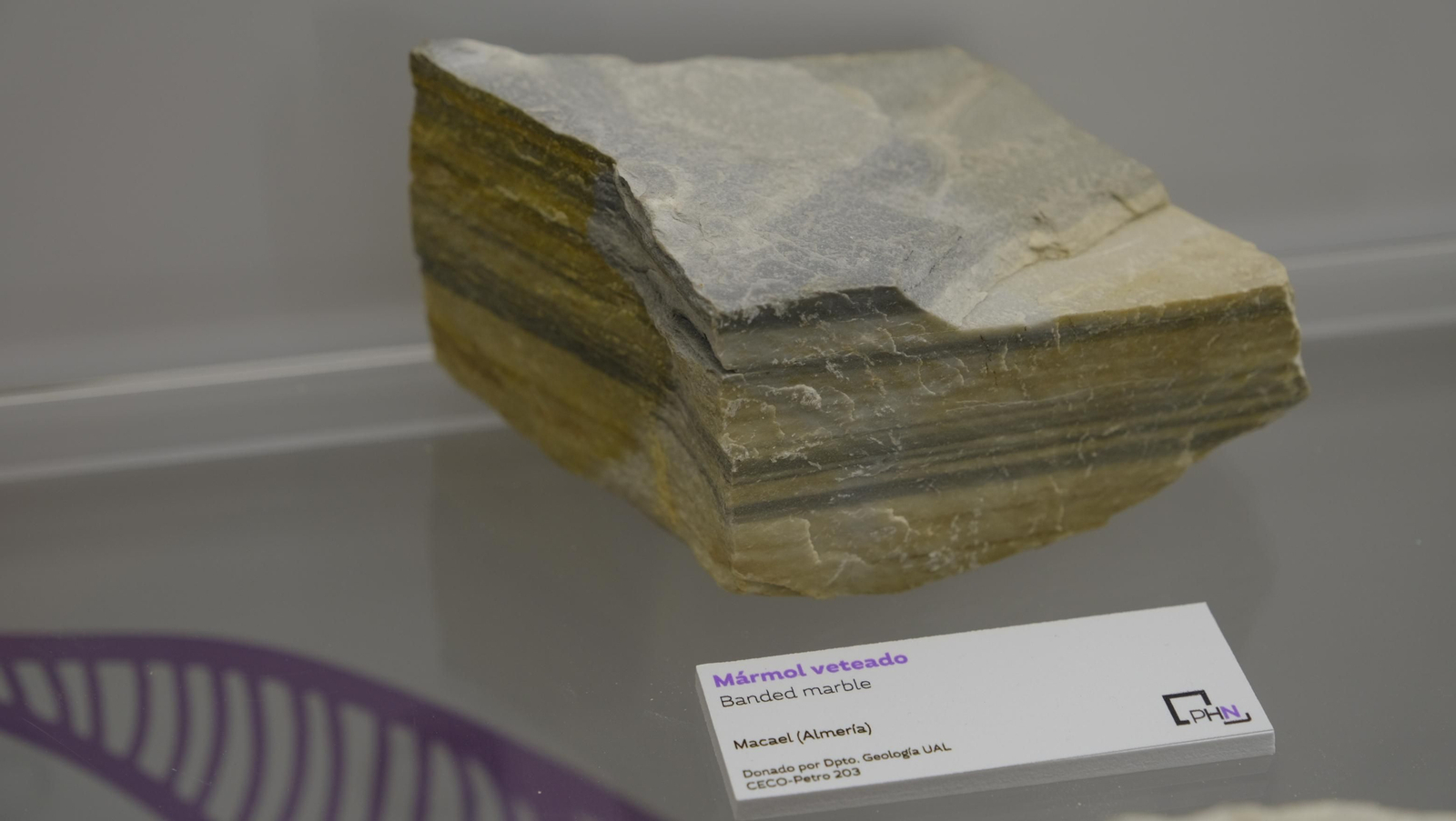 Descubre en estas fotos las maravillas que esconde el Pabellón de Historia Natural de la UAL