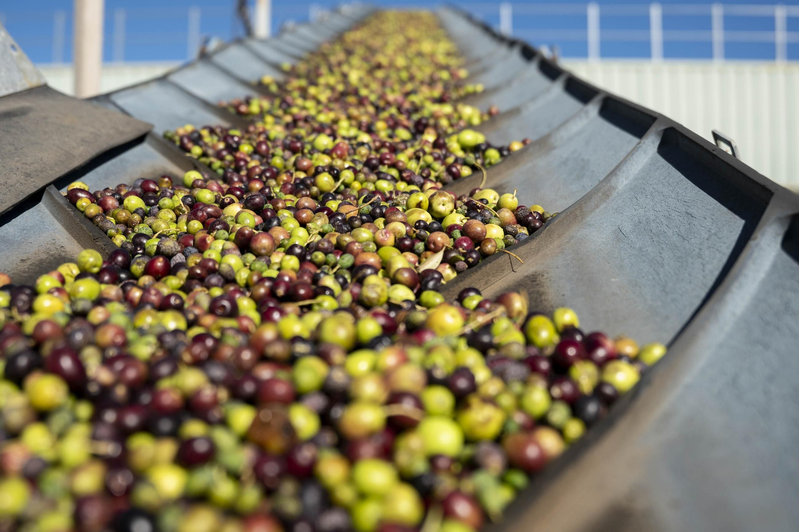 Os enseñamos como se hace el aceite en la almazara de Fiñana, en imágenes