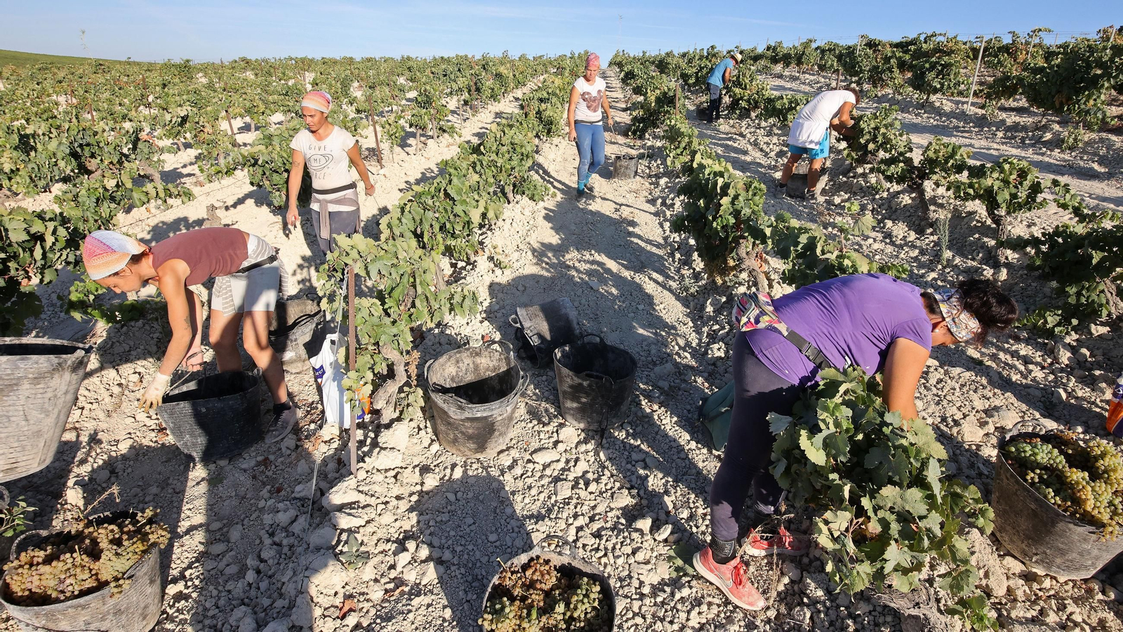 Vendimia a mano en la Viña El Caribe en Jerez