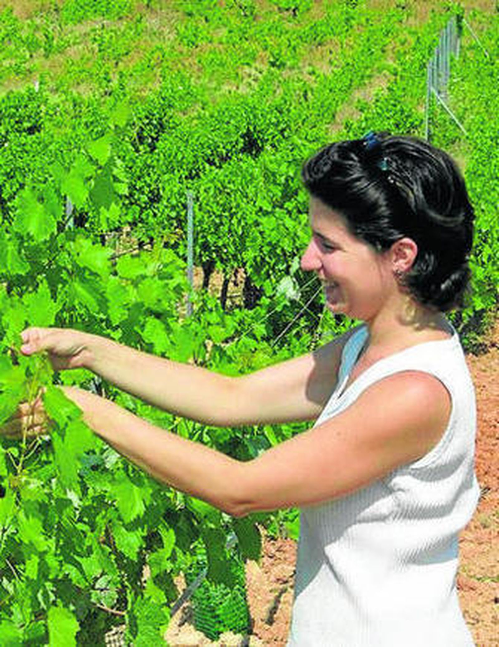 Un estudio de campo entre vides