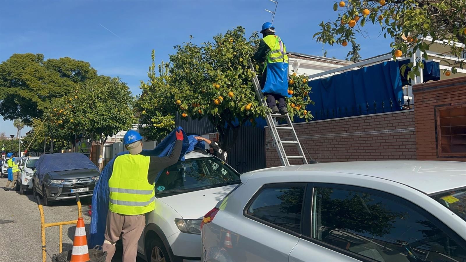 Recogida de naranja en Sevilla.