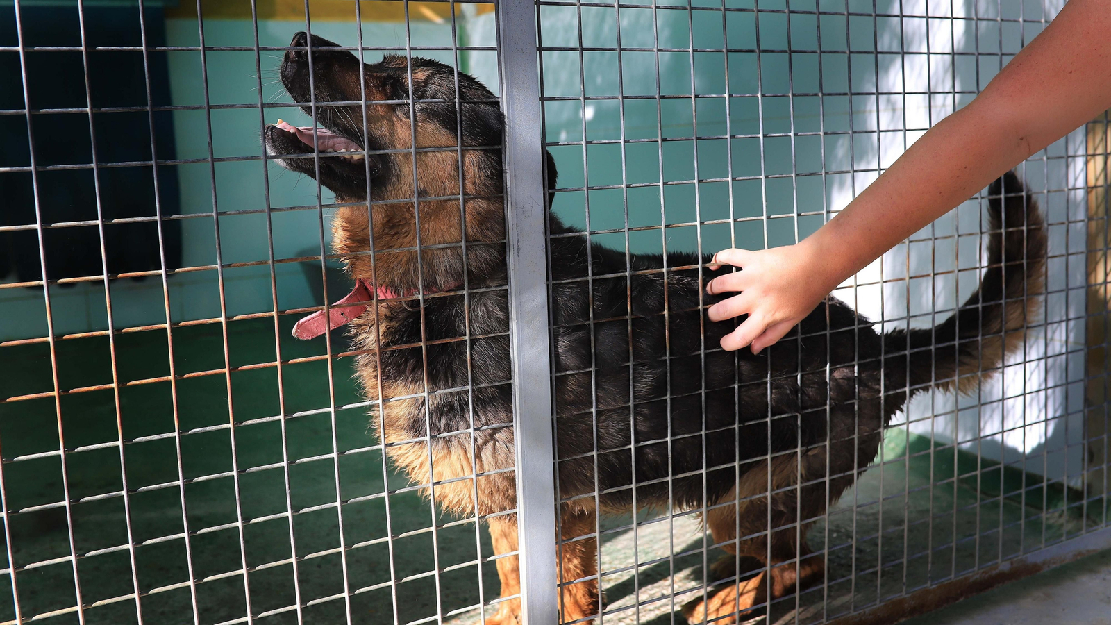 La protectora 'No me abandones' tiene 80 perros wue buscan un hogar